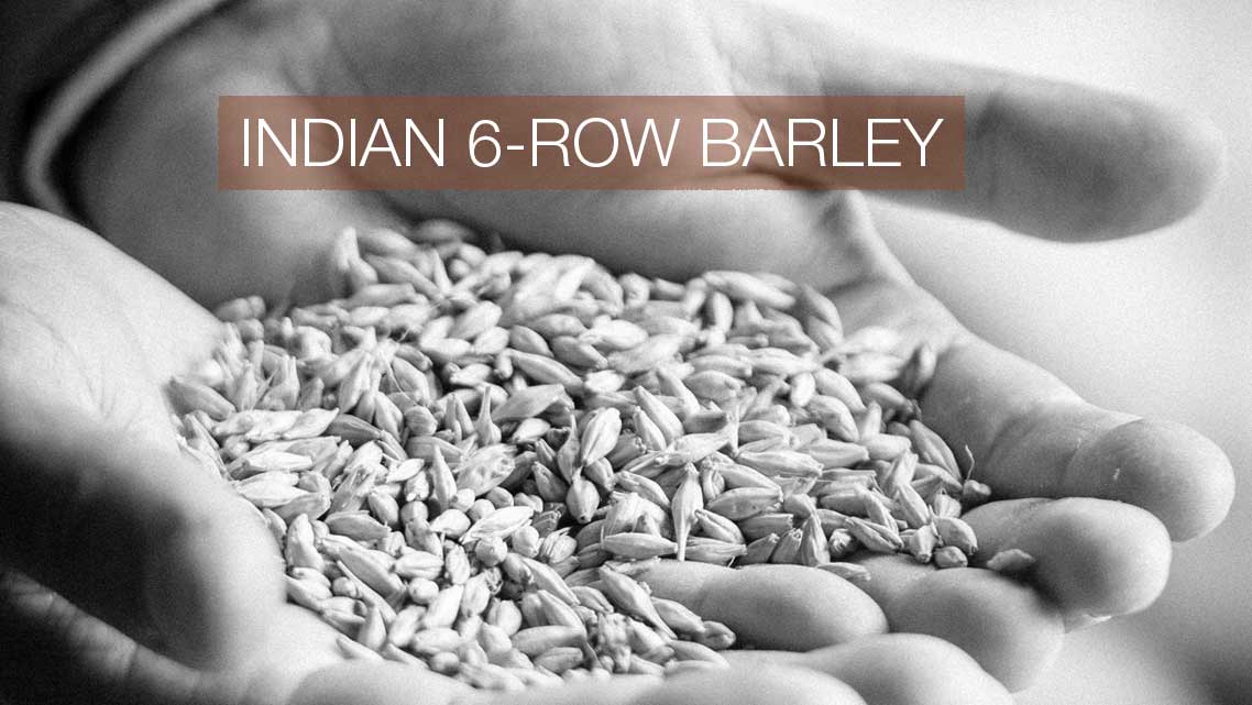 Indian 6-Row Barley For The Greate Indian Single Malt