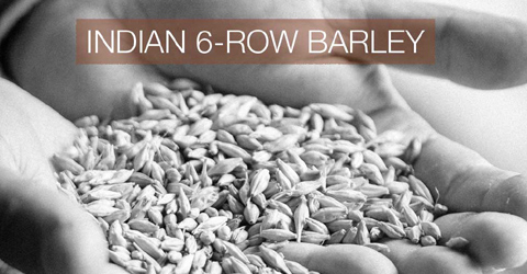 Indian 6-Row Barley For The Greate Indian Single Malt